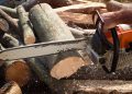 Stump Removal Near Me in Lawrence, MA: Restoring Safety and Beauty to Your Yard