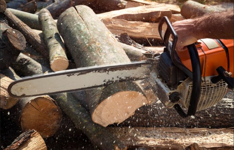 Stump Removal Near Me in Lawrence, MA: Restoring Safety and Beauty to Your Yard