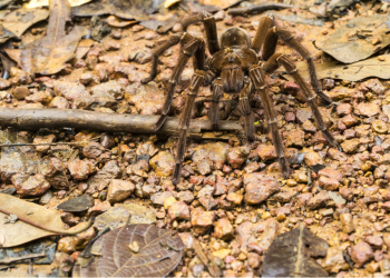 6 Types of Ants You May See in Seattle, Washington